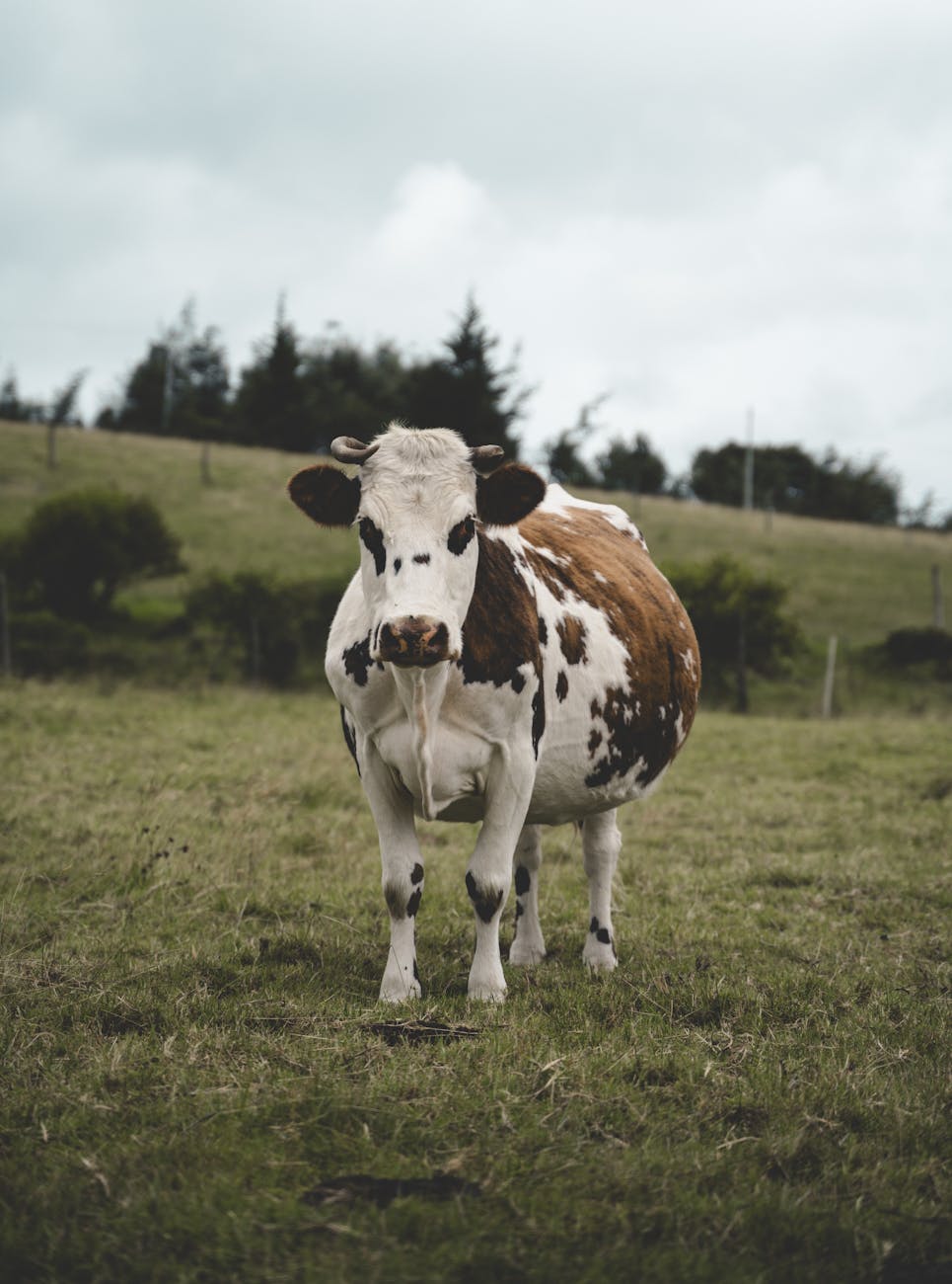 cow standing on a hillside pasture