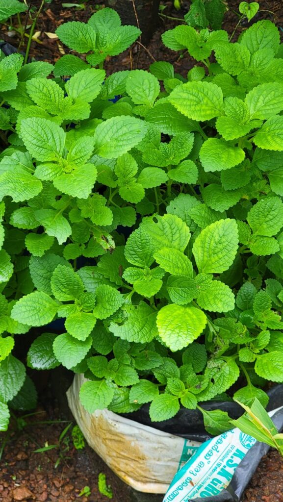 mint leaves