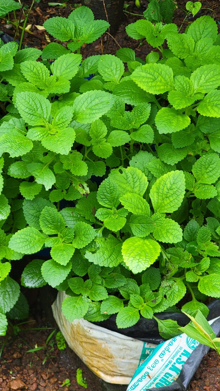 mint leaves